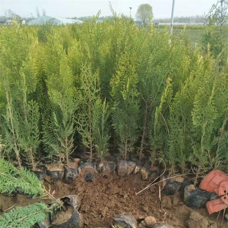 洒金柏，基地直发，一手货源，大量供应