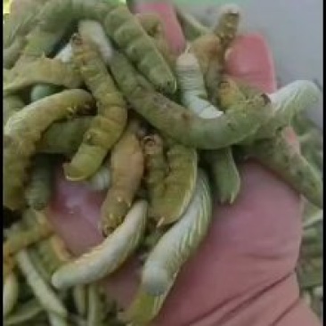 豆虫，大青虫，芝麻虫，活体发货，产地直发一手货源
