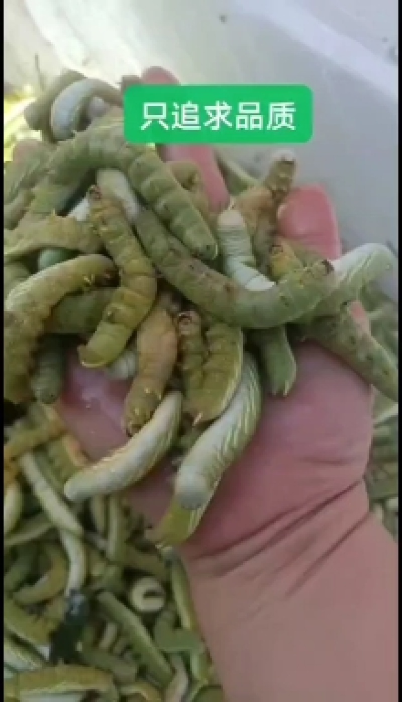 豆虫，大青虫，芝麻虫，活体发货，产地直发一手货源