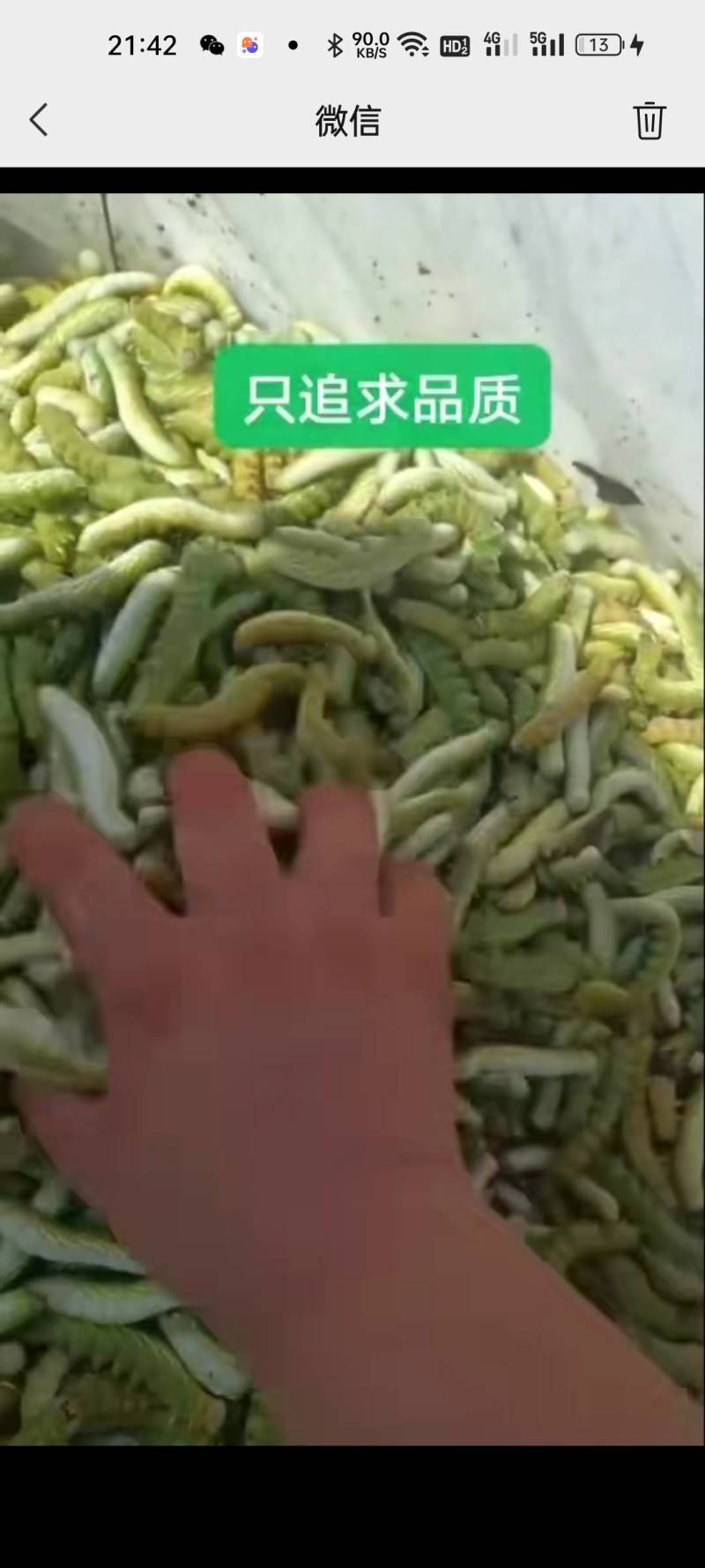 豆虫，大青虫，芝麻虫，活体发货，产地直发一手货源