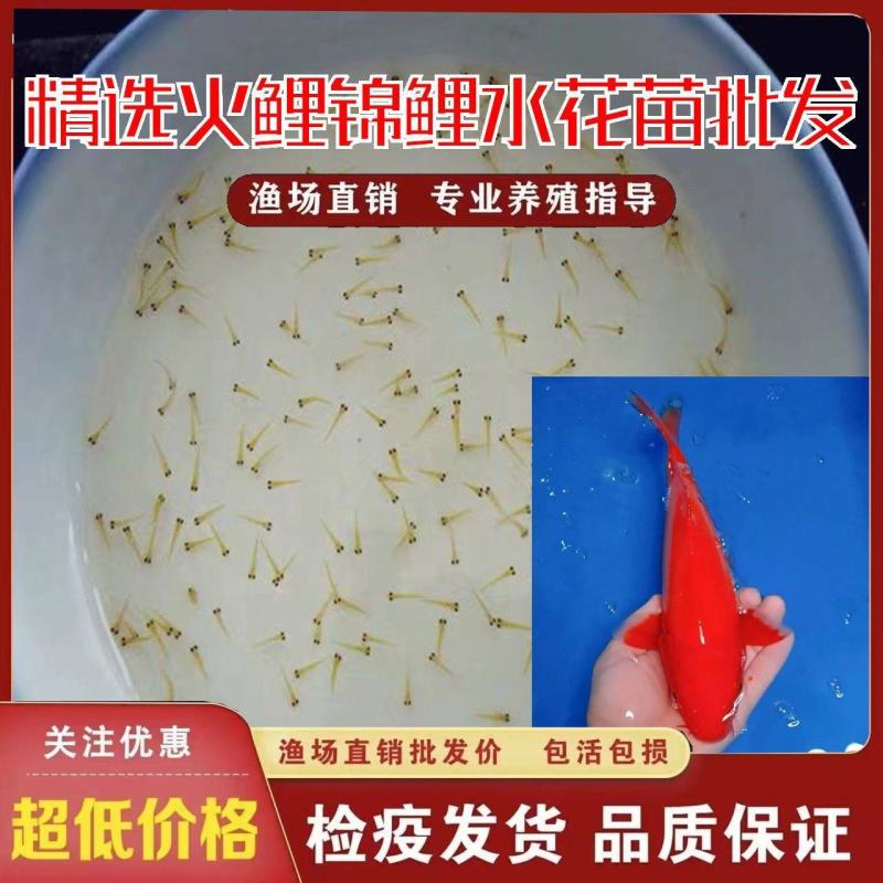五彩锦鲤鱼苗，优质鱼苗，基地直发对接批发，提供技术