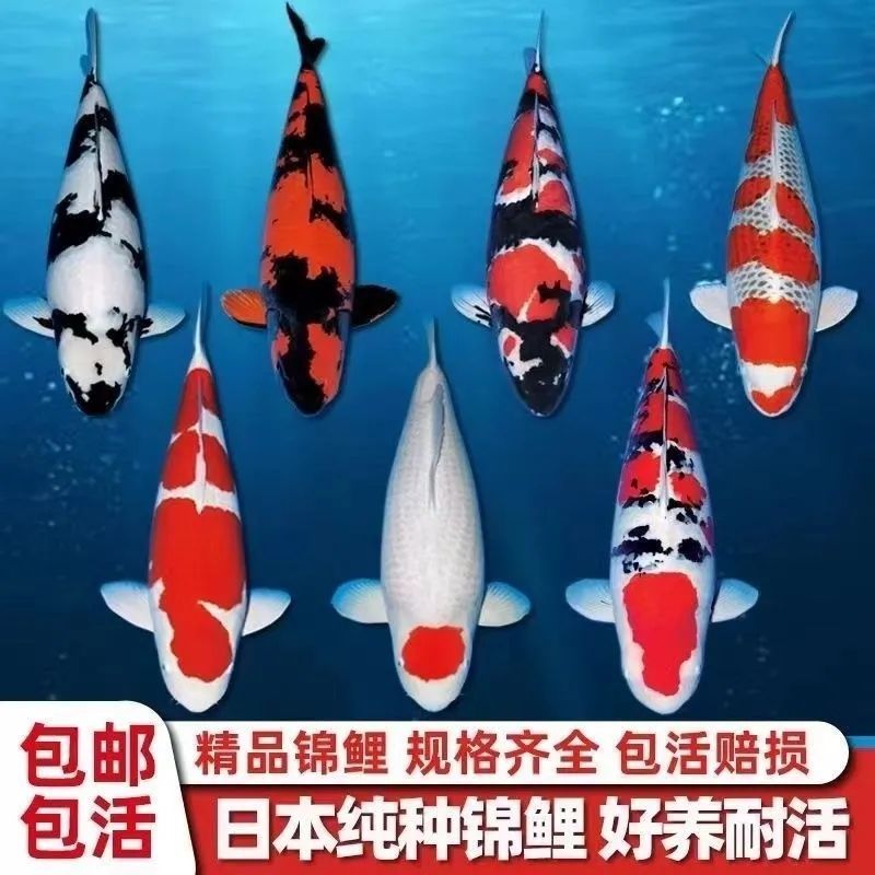 五彩锦鲤鱼苗，优质鱼苗，基地直发对接批发，提供技术