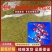 五彩锦鲤鱼苗，优质鱼苗，基地直发对接批发，提供技术