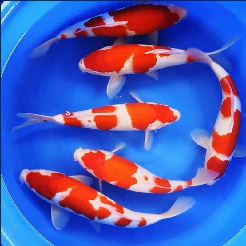 五彩锦鲤鱼苗，优质鱼苗，基地直发对接批发，提供技术
