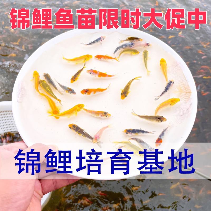 五彩锦鲤鱼苗，优质鱼苗，基地直发对接批发，提供技术