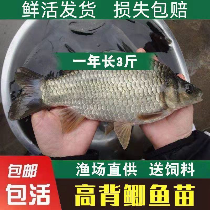 优质大品种鲫鱼苗中科5号工程鲫湘云鲫高背鲫鱼苗黄金鲫鱼苗