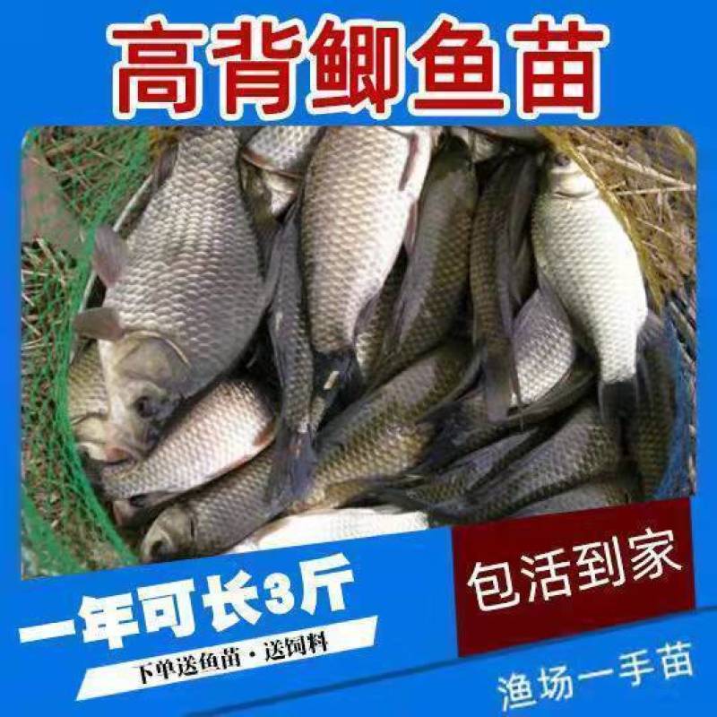 优质大品种鲫鱼苗中科5号工程鲫湘云鲫高背鲫鱼苗黄金鲫鱼苗