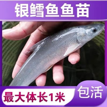优质淡水银鳕鱼苗淡水养殖，基地直发对接批发