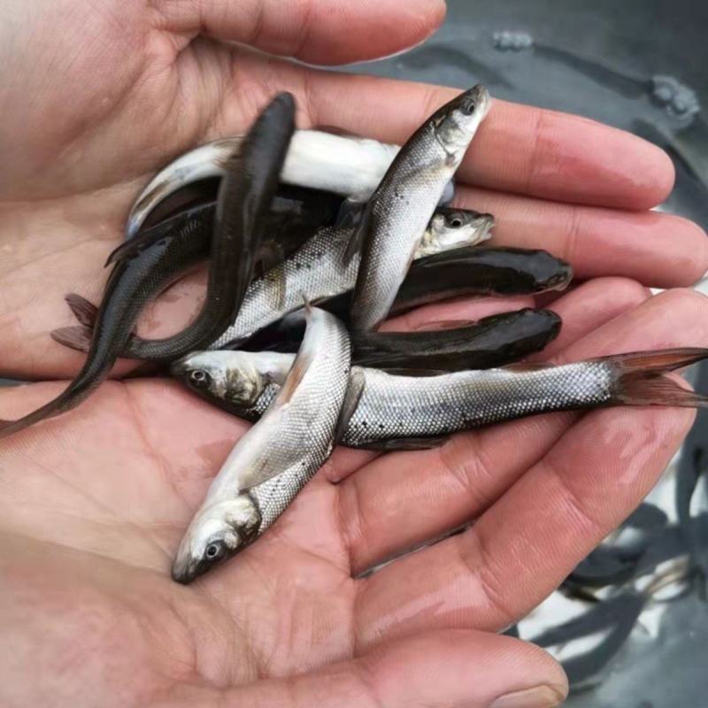 优质淡水银鳕鱼苗淡水养殖，基地直发对接批发