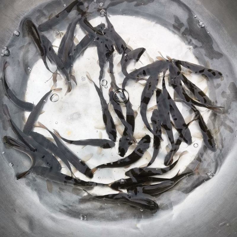 优质淡水银鳕鱼苗淡水养殖，基地直发对接批发