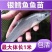 优质淡水银鳕鱼苗淡水养殖，基地直发对接批发