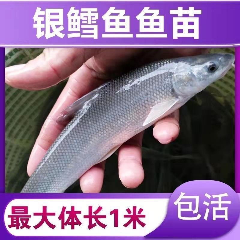 优质淡水银鳕鱼苗淡水养殖，基地直发对接批发