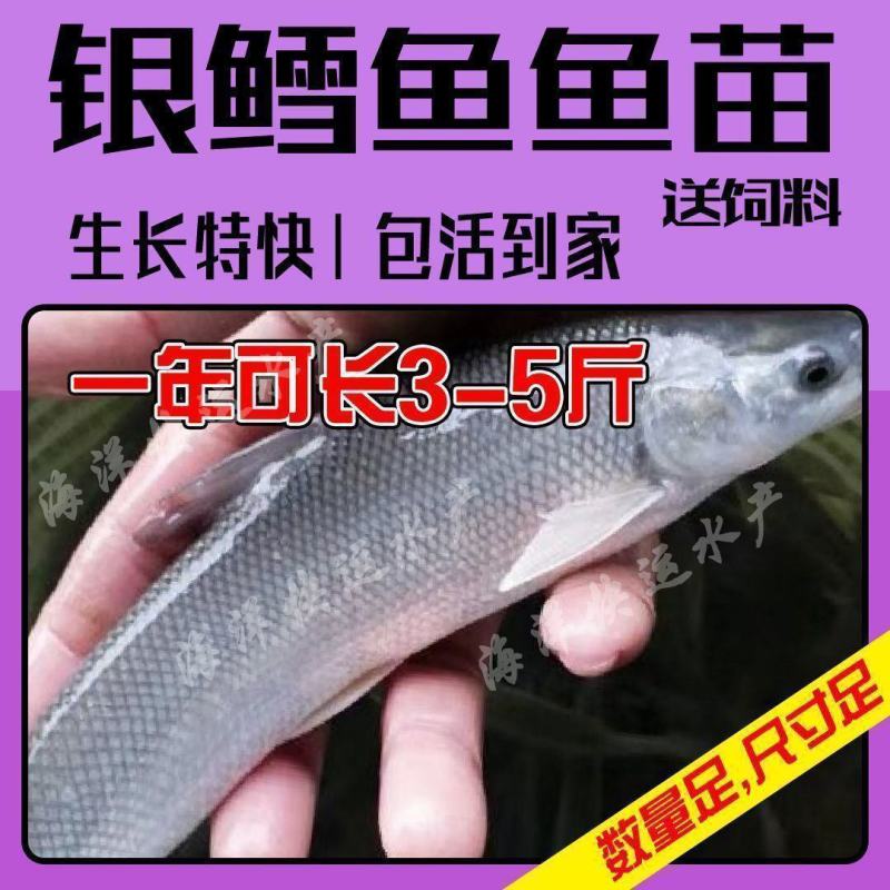 优质淡水银鳕鱼苗淡水养殖，基地直发对接批发