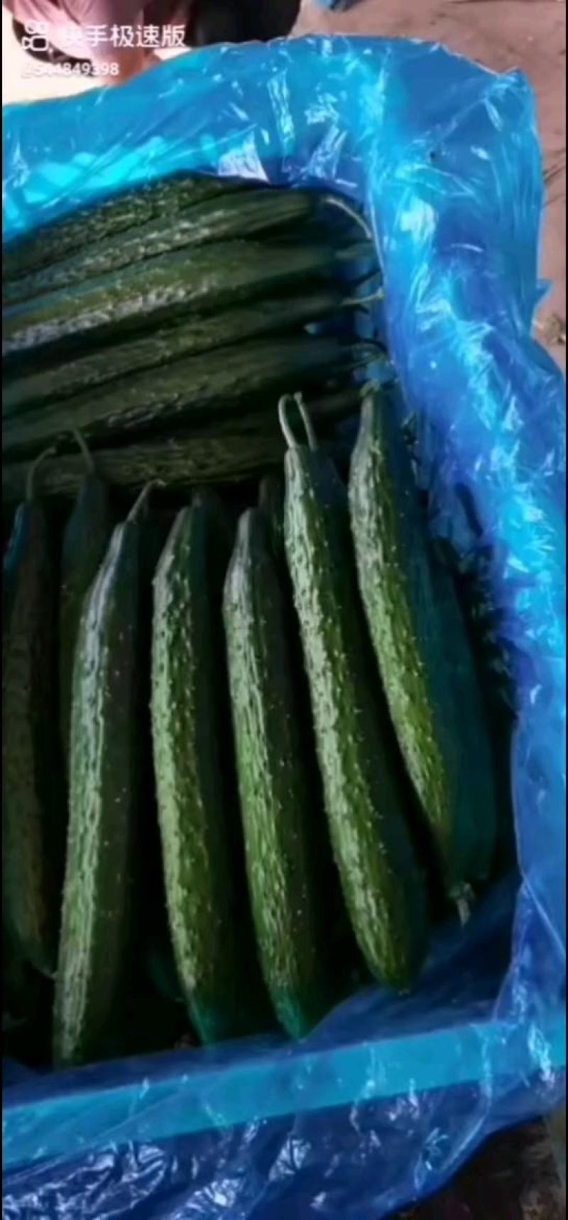 山东万亩大棚黄瓜大量上市中有各种规格一级，二级，电商货。