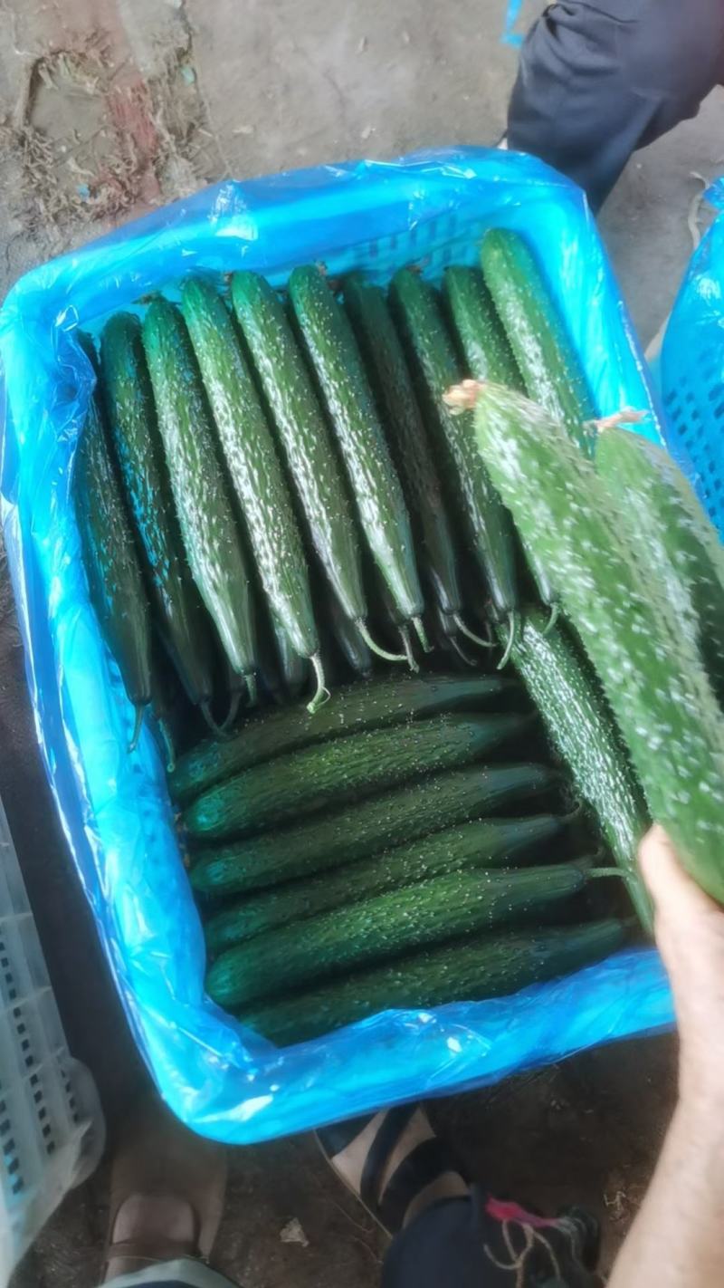 山东万亩大棚黄瓜大量上市中有各种规格一级，二级，电商货。