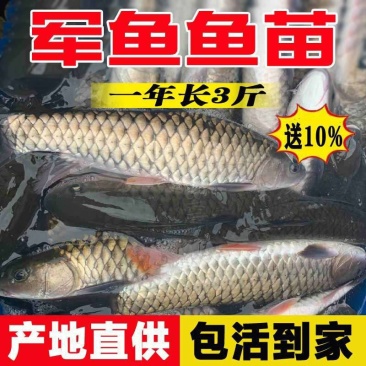正宗军鱼苗黄娟鱼青棍鱼河鲣鱼粗鳞鱼青竹鲩鱼苗倒刺鲃养殖可