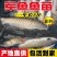 正宗军鱼苗黄娟鱼青棍鱼河鲣鱼粗鳞鱼青竹鲩鱼苗倒刺鲃养殖可