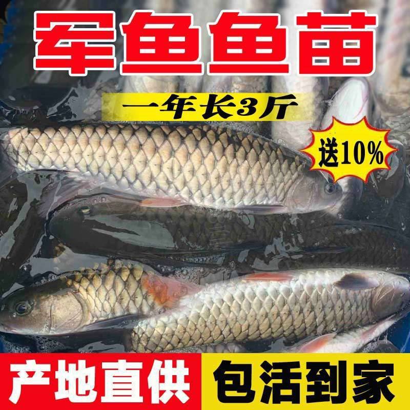 正宗军鱼苗黄娟鱼青棍鱼河鲣鱼粗鳞鱼青竹鲩鱼苗倒刺鲃养殖可