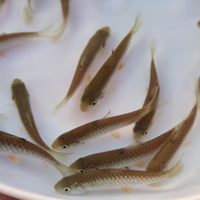 正宗军鱼苗黄娟鱼青棍鱼河鲣鱼粗鳞鱼青竹鲩鱼苗倒刺鲃养殖可