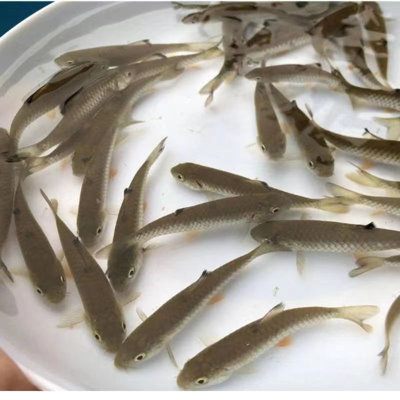 正宗军鱼苗黄娟鱼青棍鱼河鲣鱼粗鳞鱼青竹鲩鱼苗倒刺鲃养殖可