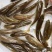 正宗军鱼苗黄娟鱼青棍鱼河鲣鱼粗鳞鱼青竹鲩鱼苗倒刺鲃养殖可