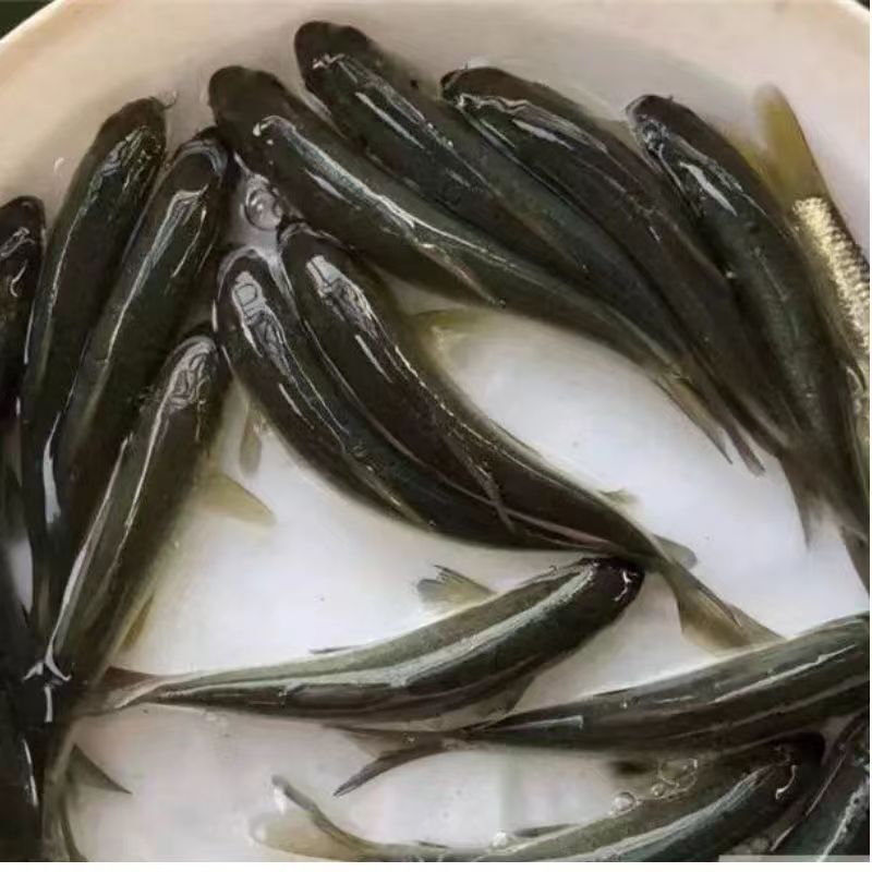 正宗军鱼苗黄娟鱼青棍鱼河鲣鱼粗鳞鱼青竹鲩鱼苗倒刺鲃养殖可