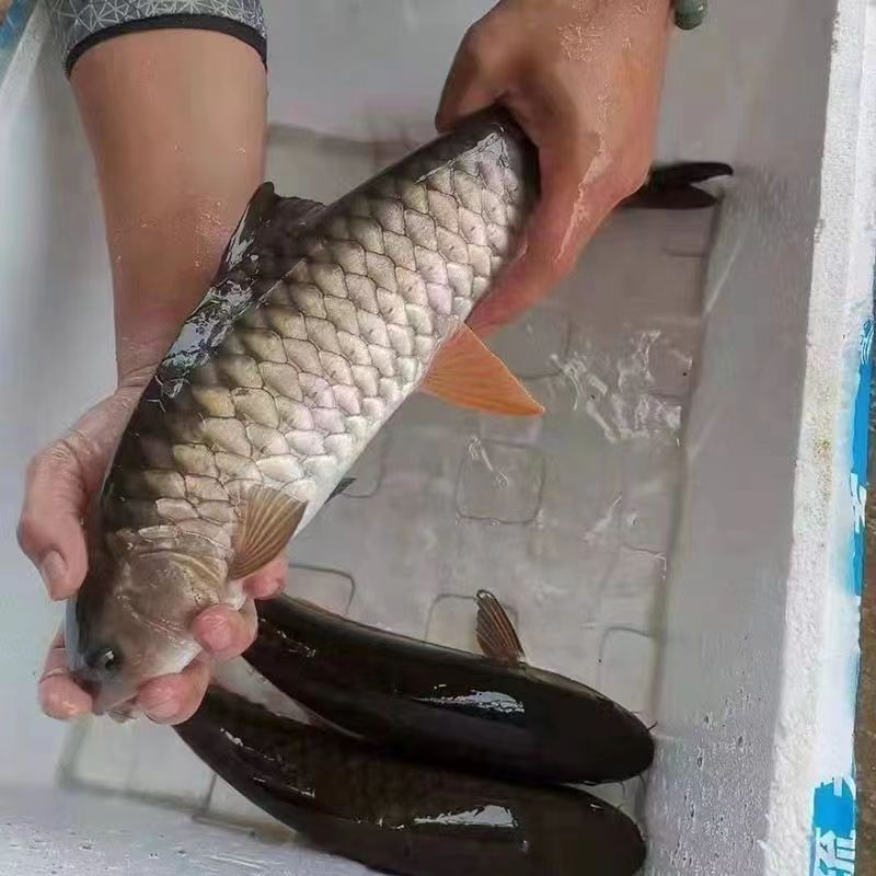 正宗军鱼苗黄娟鱼青棍鱼河鲣鱼粗鳞鱼青竹鲩鱼苗倒刺鲃养殖可