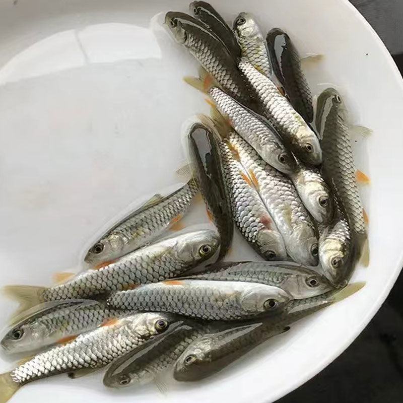 正宗军鱼苗黄娟鱼青棍鱼河鲣鱼粗鳞鱼青竹鲩鱼苗倒刺鲃养殖可