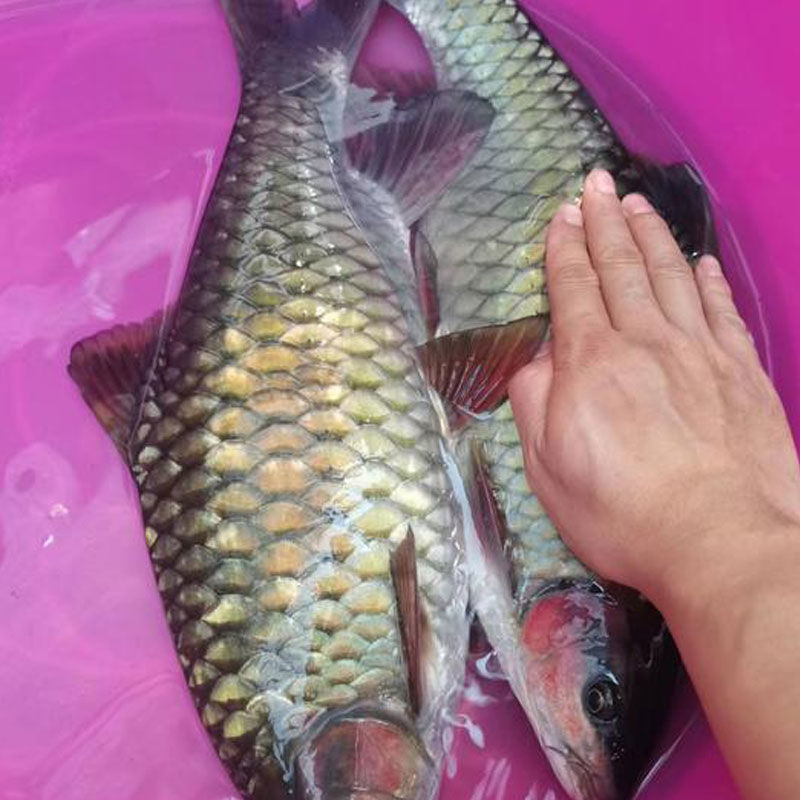 正宗军鱼苗黄娟鱼青棍鱼河鲣鱼粗鳞鱼青竹鲩鱼苗倒刺鲃养殖可