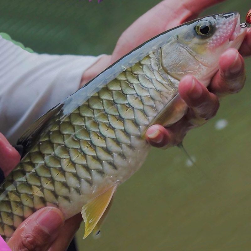 正宗军鱼苗黄娟鱼青棍鱼河鲣鱼粗鳞鱼青竹鲩鱼苗倒刺鲃养殖可