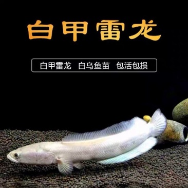四川本地白乌鱼白甲雷龙鱼纯白淡水凶猛鱼乌鱼苗中华小白雷龙