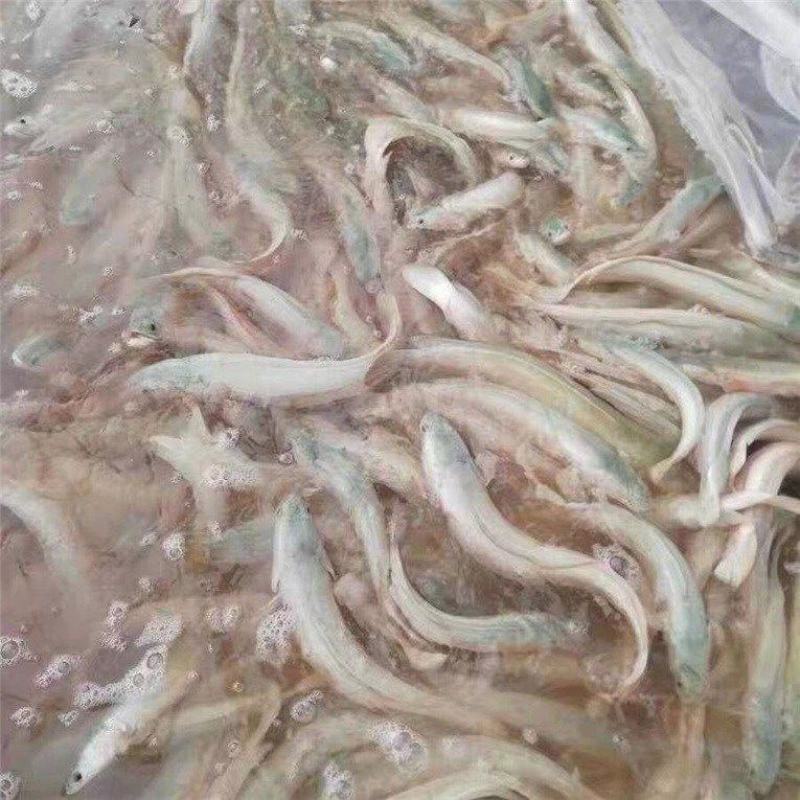 四川本地白乌鱼白甲雷龙鱼纯白淡水凶猛鱼乌鱼苗中华小白雷龙