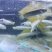 四川本地白乌鱼白甲雷龙鱼纯白淡水凶猛鱼乌鱼苗中华小白雷龙