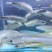 四川本地白乌鱼白甲雷龙鱼纯白淡水凶猛鱼乌鱼苗中华小白雷龙