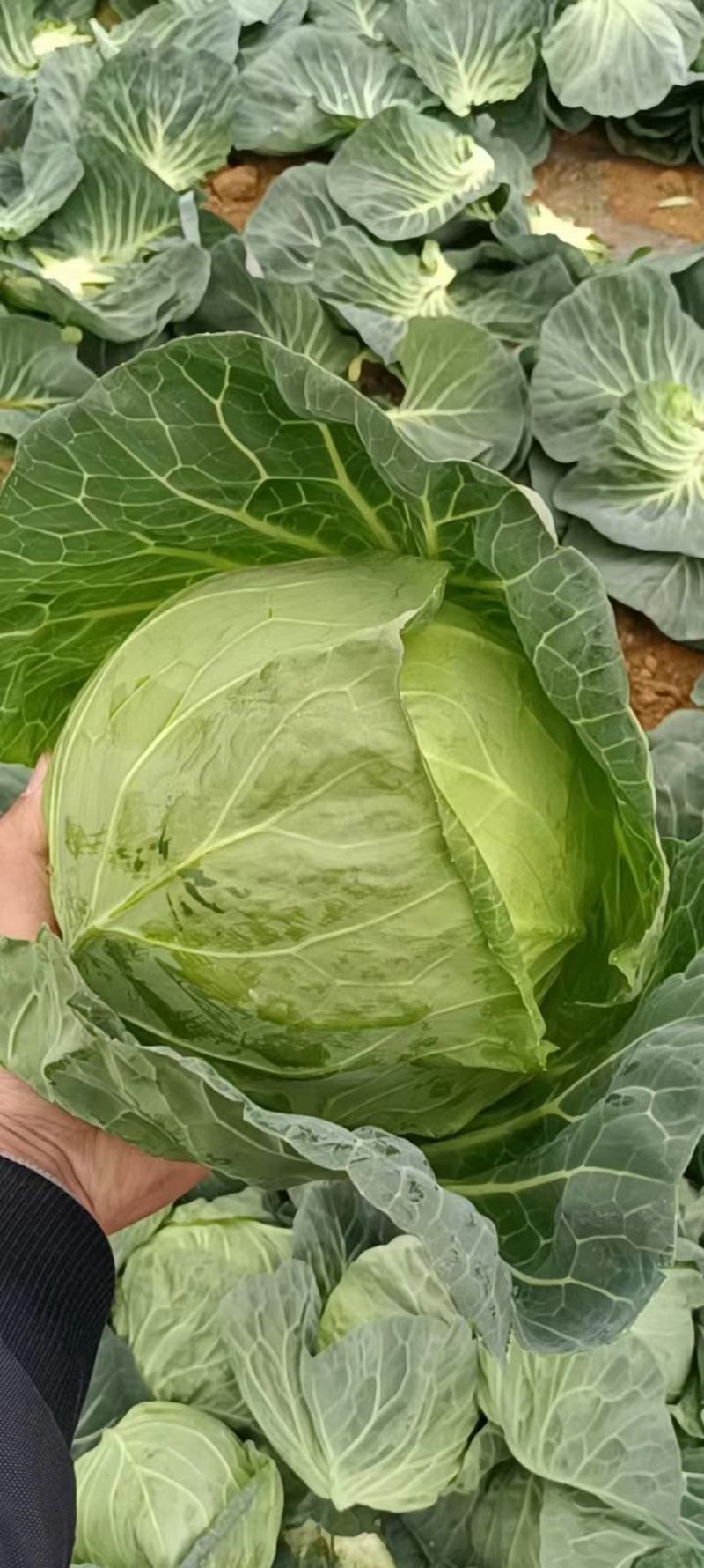 河北邯郸甘蓝货源充足大量供应，保证质量