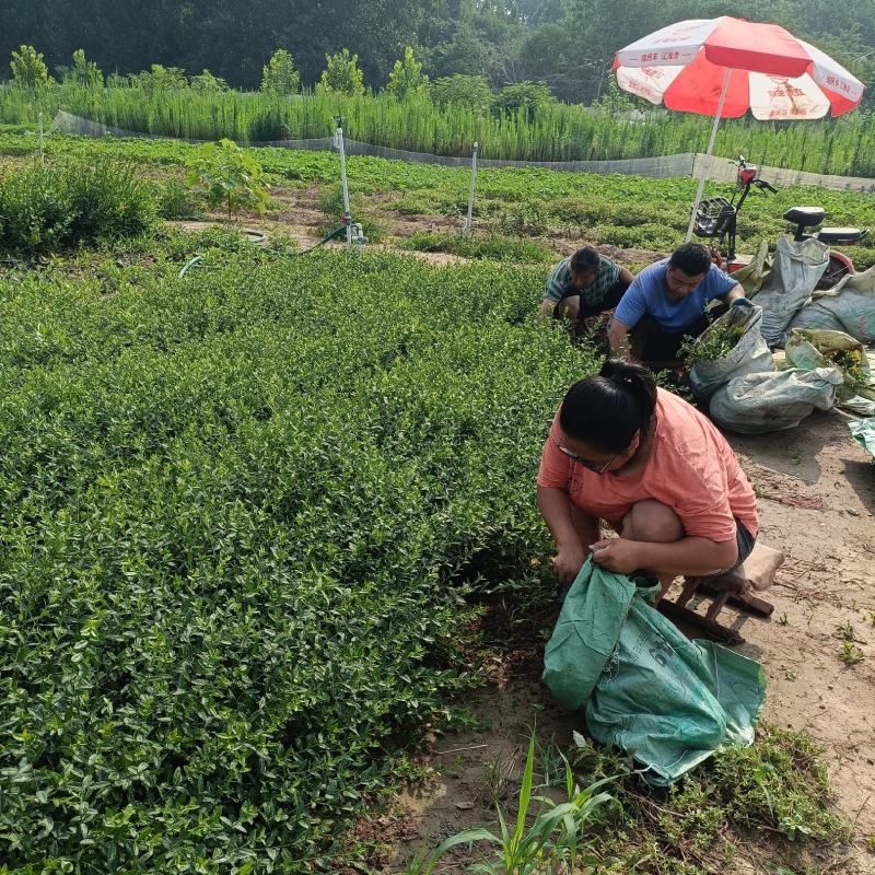 爬行卫矛杯苗，小叶扶芳藤苗200万棵