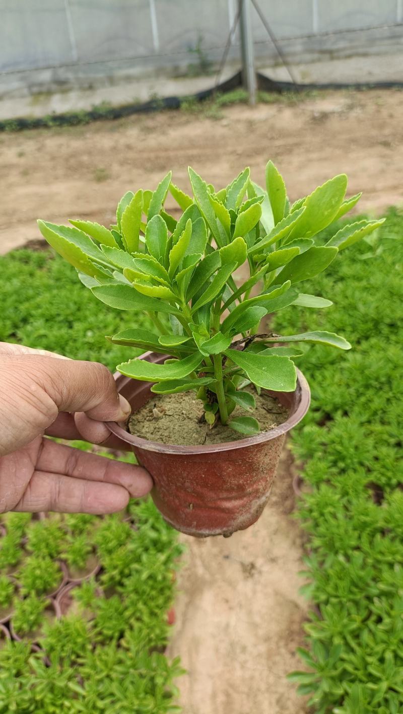 三七景天双色杯苗，坤盛花卉基地大量现货