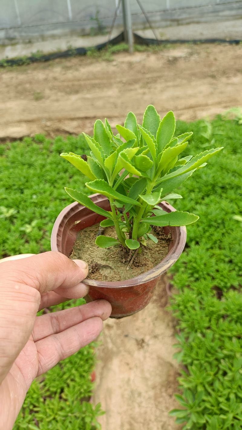 三七景天双色杯苗，坤盛花卉基地大量现货