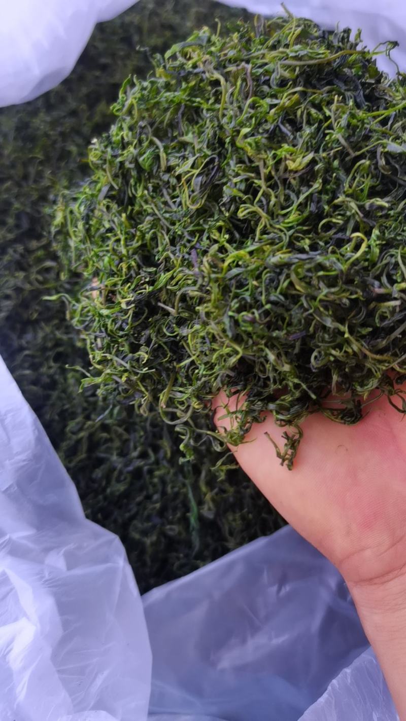 小苦丁(青山绿水)产地加工直销