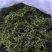 小苦丁(青山绿水)产地加工直销