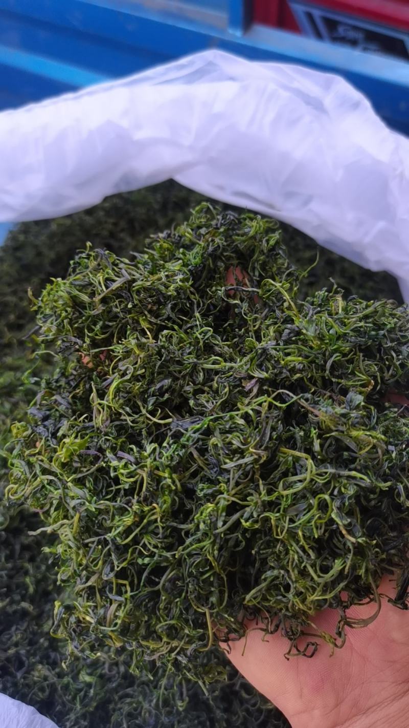 小苦丁(青山绿水)产地加工直销