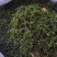 小苦丁(青山绿水)产地加工直销