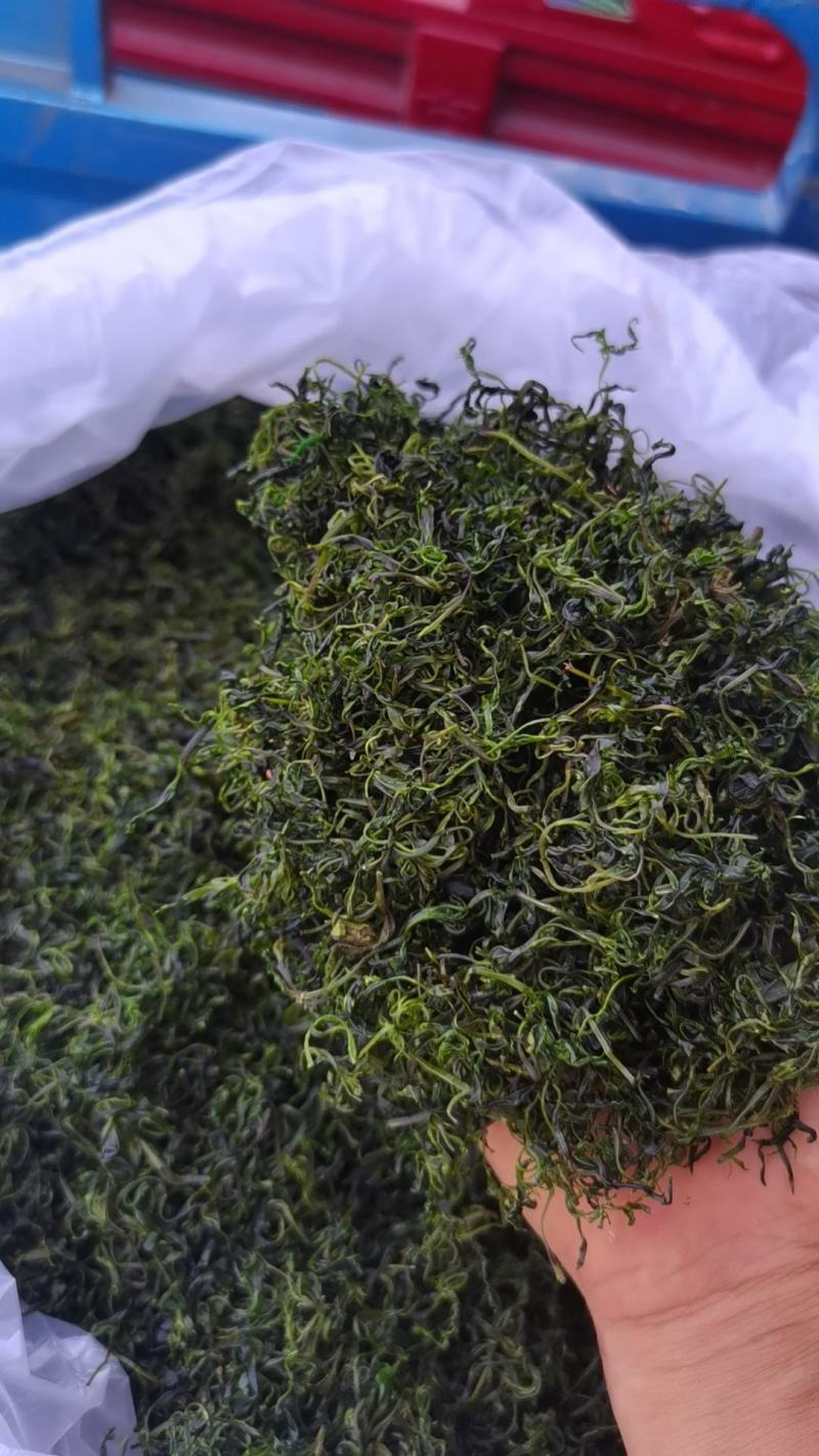 小苦丁(青山绿水)产地加工直销