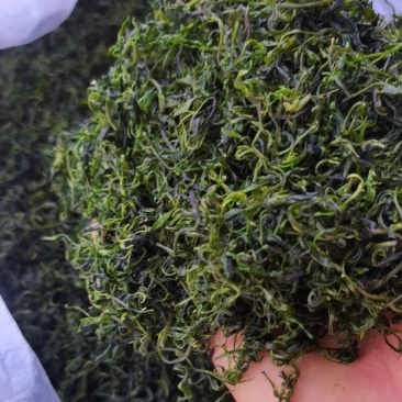 小苦丁(青山绿水)产地加工直销