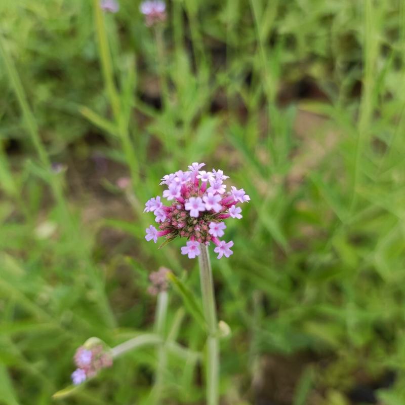 花海景观用苗，柳叶马鞭草双色杯苗，坤盛花卉基地大量现货