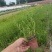 花海景观用苗，柳叶马鞭草双色杯苗，坤盛花卉基地大量现货