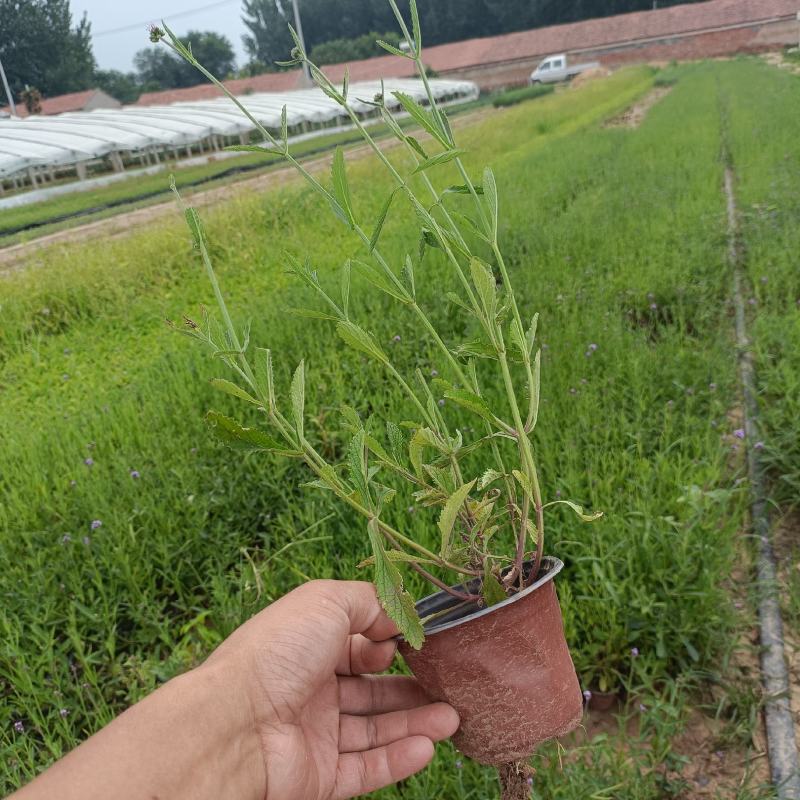 花海景观用苗，柳叶马鞭草双色杯苗，坤盛花卉基地大量现货