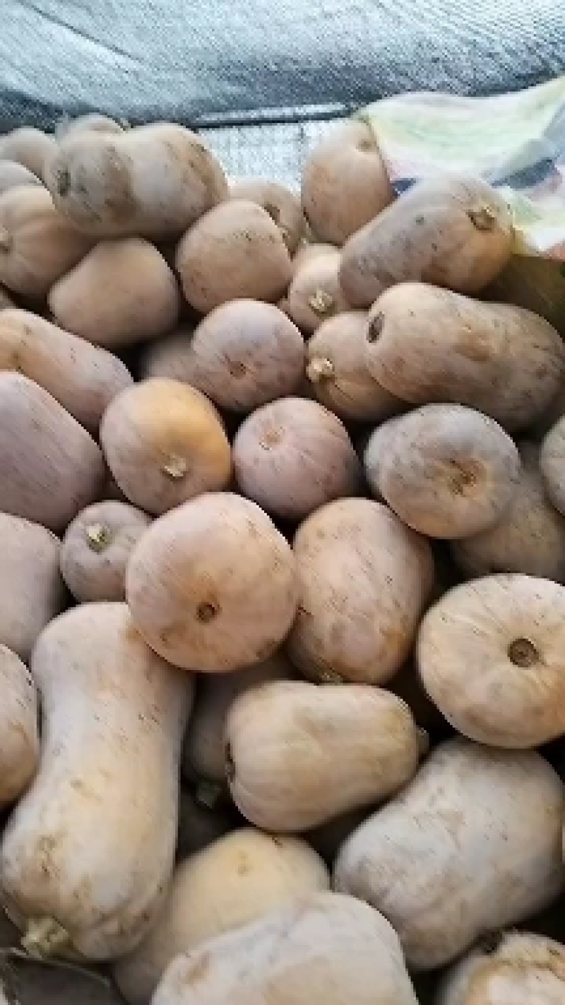 板栗南瓜，(又叫枕头南瓜)囗感好，个头大，干，面，甜