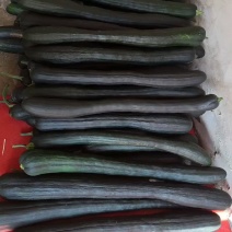 青南瓜，嫩南瓜，黑皮南瓜