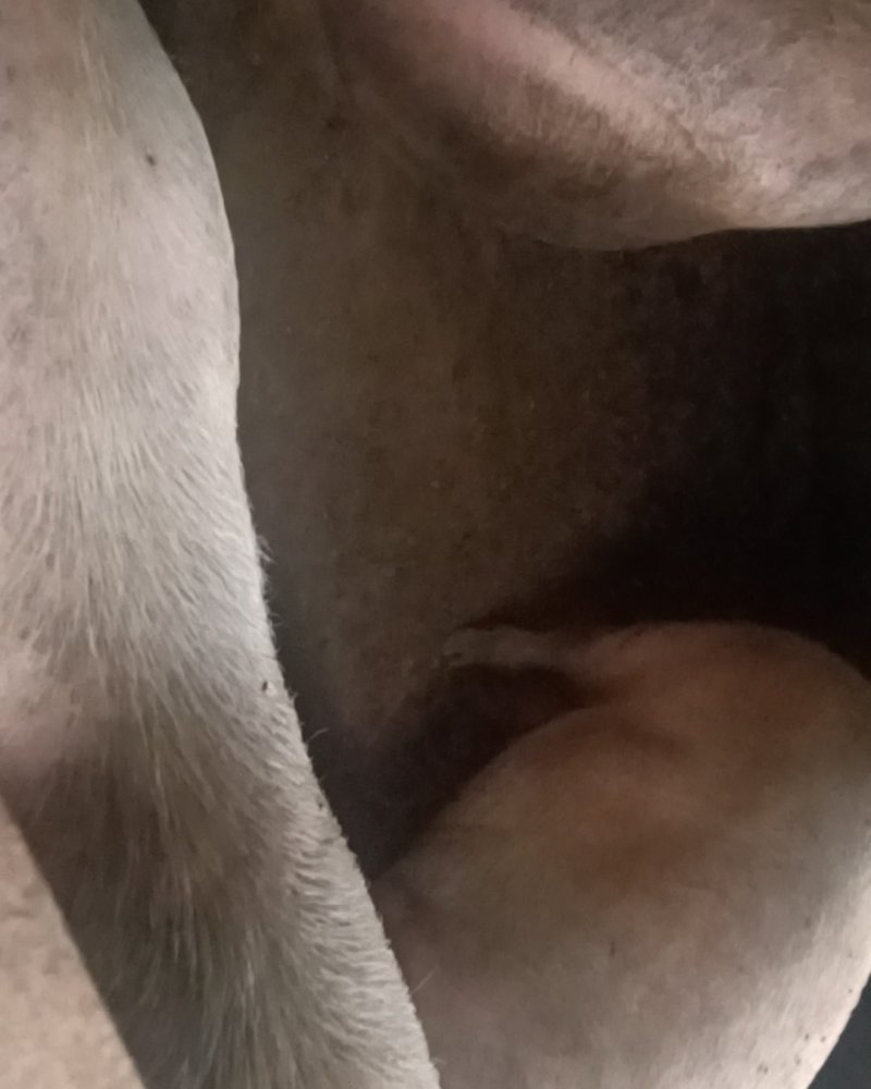 肥猪